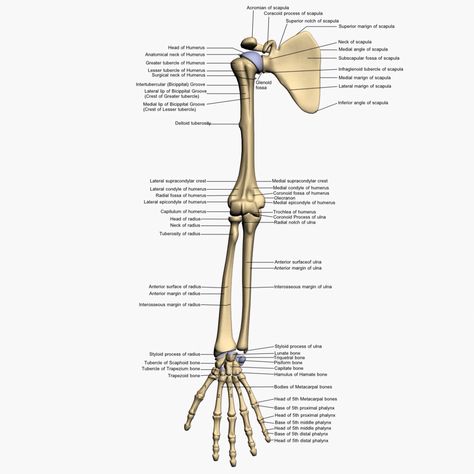 Arm bones Arm Bone Structure, Bones Diagram, Hand Bone Anatomy, Bones Human, Upper Limb Anatomy, Skeletal System Anatomy, Human Anatomy Chart, Shoulder Anatomy, Arm Anatomy