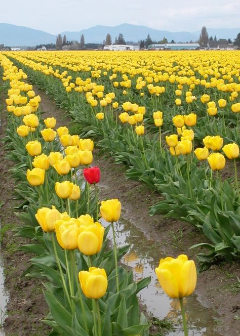 Dare to be Different! One In A Million Pictures, Surprise Flowers, Clip Art Frames Borders, Flowers Field, In Love With Him, Dare To Be Different, Falling In Love With Him, Just A Game, Tulips Flowers