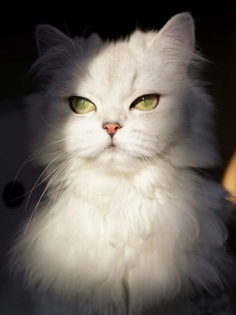 White Cat, Green Eyes, Black Background, Green, White, Black