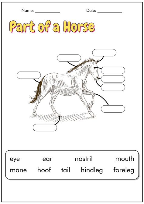 Blank Horse Parts Worksheet Parts Of A Horse Printable, Horse Worksheets Free Printable, Horse Camp Ideas, Horse Camp Crafts, Horse Facts For Kids, Horse Worksheets, Hoof Anatomy, Classic Classroom, Activity Stations