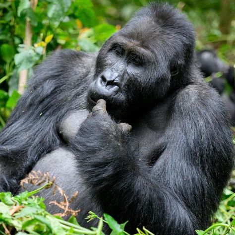 Eastern lowland gorilla (Gorilla beringei graueri) is the largest of the gorilla subspecies, photo by Antonio S. Chamorro Eastern Lowland Gorilla, Gorilla Gorilla, Great Ape, Small Photos, Primates, Wild And Free, Great Photos, Monkeys, Animals