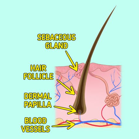 Why Hair Falls Out Hair Falling, Traction Alopecia, Hair Falls, Hair Growth Cycle, Hair Control, Hair Starting, Normal Hair, Hair Restoration, Healthy Hair Growth