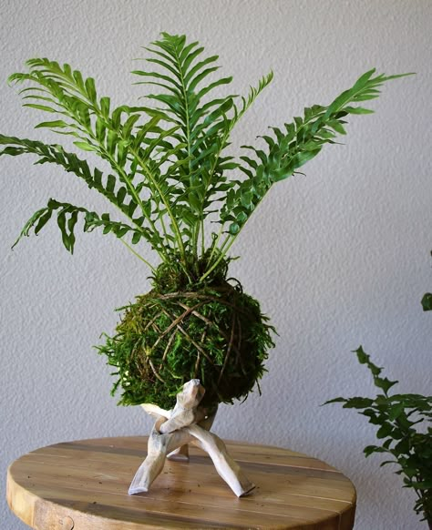 How To Make Kokedama, Kokodama Pot, Kokedama Herb Garden, Macrame Kokedama Hanger, Kokodama Hanging, Japanese Plants, Household Plants, Inside Plants, Plant Decor Indoor