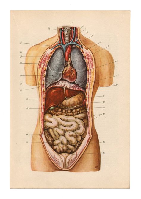 artornap:  Anatomical Prints Vintage Medical Diagrams skull skeleton Illustration Anatomy Print  Paper Ephemera Old Victorian upcycle recycle repurpose Organ Illustration, Medical Diagrams, Medical Artwork, Medical Drawings, Anatomy Medical, Medical Posters, Human Organ, Skeleton Illustration, Human Body Anatomy