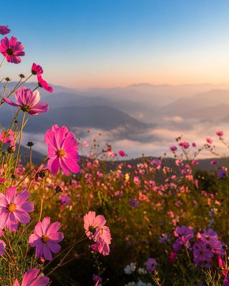 Cosmo Flower, Pretty Flowers Pictures, Floral Mural, Sky Pics, Cosmos Flowers, Fallen Angel, Flower Field, Flower Pictures, Pretty Flowers