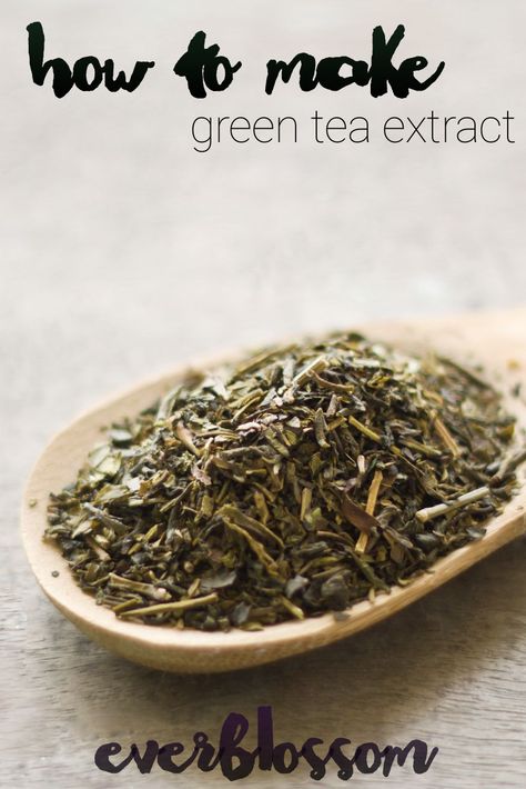 Green tea extract: all of green tea's benefits in a potent, concentrated form. You can buy it, but it’s NOT hard to learn how to make green tea extract! Green Tea Extract Benefits, How To Make Green, Harvesting Herbs, How To Make Greens, Green Tea Benefits, Tea Benefits, Italian Cooking, Green Tea Extract, Natural Home Remedies