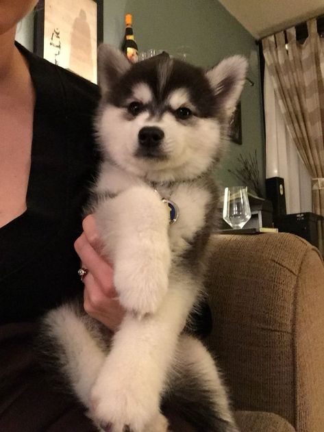 Cute Dogs Husky, Huskie Puppies, Huskies Puppies, Haski Dog, Puppies Husky, Husky Cute, Anjing Pug, Cute Husky Puppies, Baby Huskies