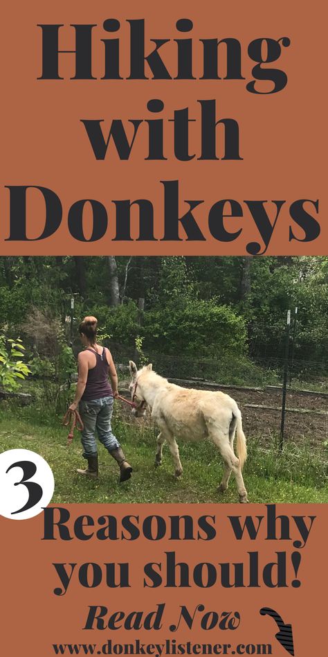 American Spotted Donkey, Toys For Donkeys, Donkey Farm Ideas, Donkey Barn Ideas, Raising Donkeys, Guard Donkey, Donkey House, Donkey Breeds, Donkey Training