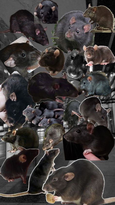 Use this as ur wallpaper if u have a black/grey rat! Hamster Wallpaper, Black Rat, Book Wallpaper, Iphone Wallpaper Photos, Sugar Glider, Silly Animals, Silly Pictures, Cute Backgrounds, Rodents