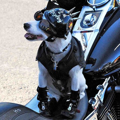 The Easy Ryder Pup Biker Dog, Animal Clothes, Baby Bike, Optical Store, Dog Items, Riding Motorcycle, Dog Carrier, Jack Russell Terrier, Jack Russell