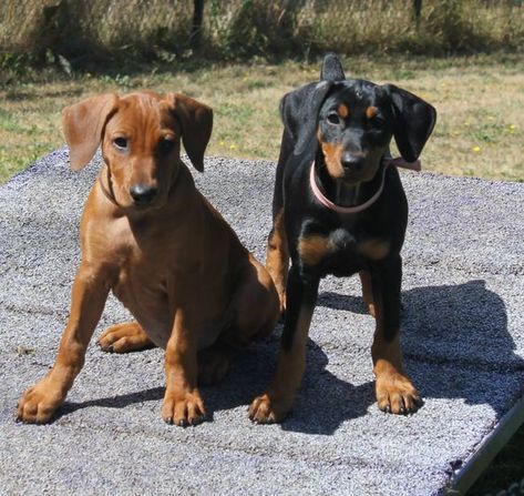 Soccer Things, German Pinscher, Rottweiler Love, Doberman Love, Pinscher Dog, Doberman Pinscher Dog, Really Cute Dogs, Pet Life, Cute Dogs And Puppies