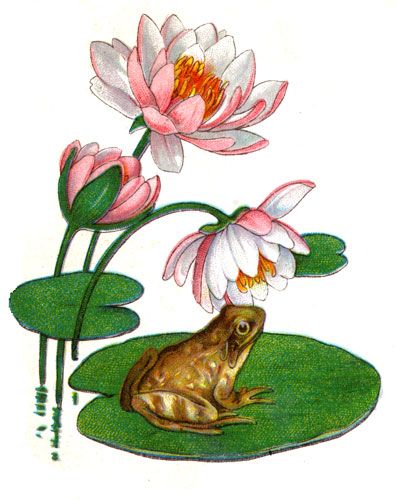 Lily Pad And Frog Tattoo, Frog In Water Drawing, Frog On Lily Pad Illustration, Frog Lily Pad Drawing, Frog Lily Pad Tattoo, Frog Illustration Vintage, Frog On Lily Pad Tattoo, Waterlily Drawing, Water Lily Illustration