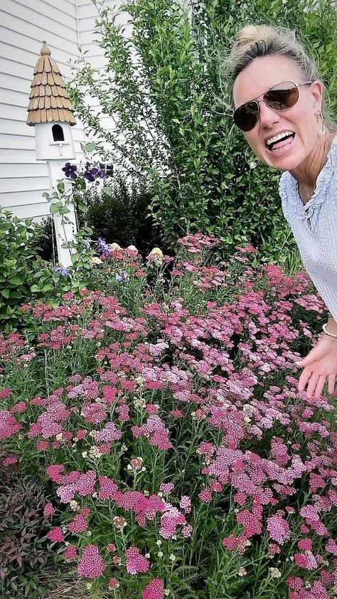 Do you like yarrow??? 🌸🌸🌸 I’m in love with mine! I may have to dig some up this fall to keep this rowdy teenager under control, but my friends will be happy I have some garden gifts to share. I think she’s worth it! 👏👏👏 Yarrow can also be dried easily apparently, although I’ve never done it, ☀️ and it has lots of medicinal benefits. So she’s not just a pretty face. 🌸🌸🌸 And maybe you don’t say it the way I do. Don’t worry. You’re probably saying it right. 😂 #heyhoneysuckle #yarrow #cott Yarrow In Garden, Yarrow Garden, Alyssum Flowers, Yarrow Plant, Herb Plants, Front Lawn, House Garden, Planting Herbs, Apple Blossom