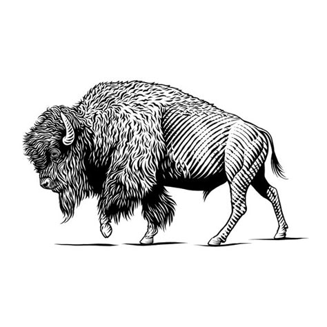 Pen & Ink Illustrations- Animals - KeithWitmer.com Buffalo Line Drawing, American Bison Art, Buffalo Running Into Storm Tattoo, Buffalo Head Tattoo Traditional, Bison Sketch, Buffalo Illustration, Bison Tattoo Ideas, Buffalo Tattoo Feminine, Buffalo Tattoo