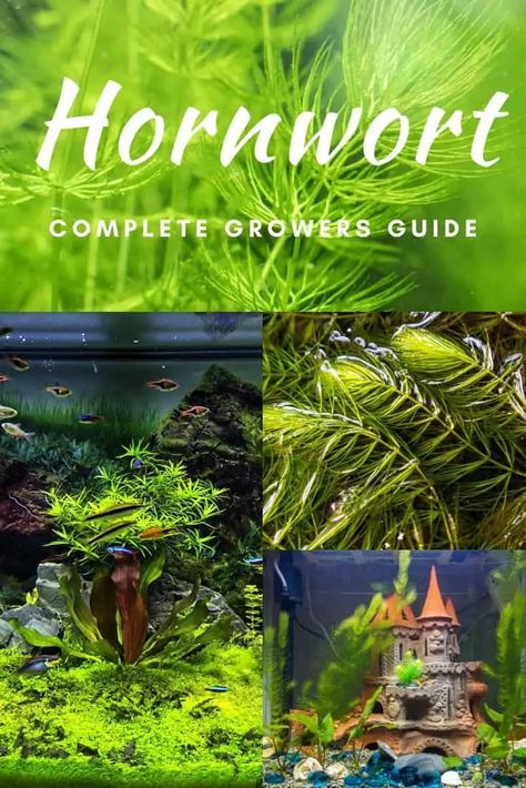 Hornwort Aquarium Plant | Complete Growers Guide – Fishkeeping Forever Hornwort Plant Aquarium, Hornwort Plant, Plant Aquarium, Cool Fish Tanks, Live Aquarium Plants, Cool Fish, Aquarium Plants, Fish Tanks, Planted Aquarium