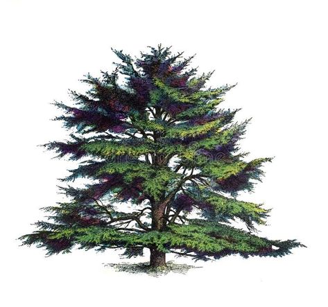 Cedar Tree, Cedar Trees, Vector Clipart, Lebanon, Stock Illustration, Illustration Design, Herbs, Trees, Clip Art