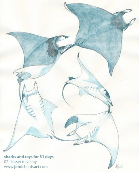 Mantaray Art, Mantaray Drawing, Sting Ray Art, Rays Drawing, Mobula Ray, Stingray Drawing, Stingray Art, Ray Drawing, Animal Study