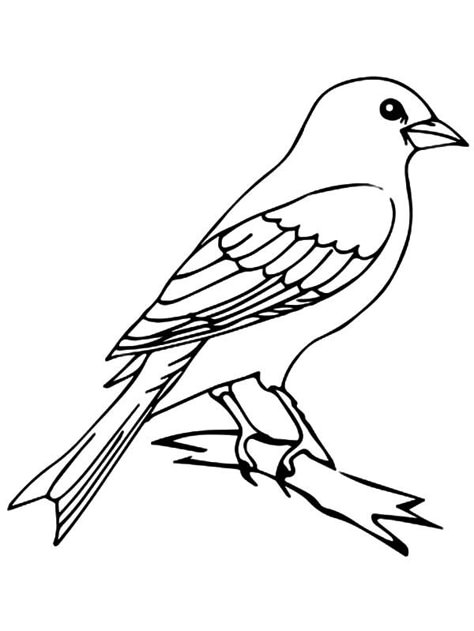 Mockingbird Drawing Easy, Bird Outline, Canary Birds, Tree Coloring Page, Bird Coloring Pages, Online Coloring Pages, Funny Birds, Tree Drawing, Cute Coloring Pages