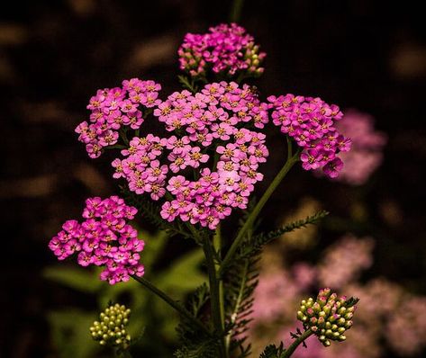 Image source: pixabay.com Fast Growing Vines, Pink Perennials, Pink Yarrow, Plantain Lily, Honeysuckle Vine, Hardy Geranium, Growing Vines, Achillea Millefolium, Aromatic Plant