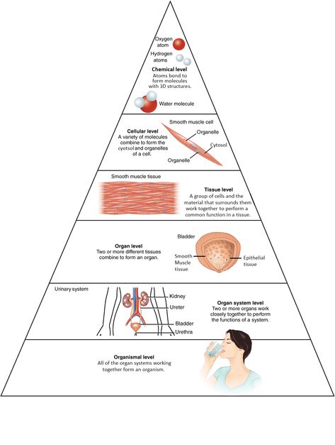 Structural Organization of the Human Body | Anatomy The Human Body Anatomy, Levels Of Organization, Smooth Muscle Tissue, Endocrine Disorders, Tissue Types, Human Body Anatomy, Organ System, Skeletal Muscle, Body Tissues