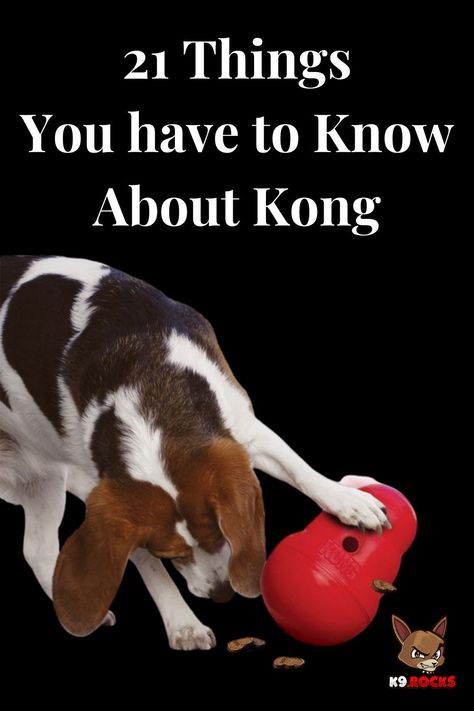 Do you ever think of having lots of treats on hand for your puppy? Whether you’re a new dog mom or dad looking for toys for your puppy, or a longtime pet parent hoping to spice things up with a new KONG for your large dog or small dog, we’ve got the ultimate guide to the different types of KONG toys and how to use them, as well as KONG recipes and more. Kong Treats, Kong Recipes, Kong Dog Toys, Teething Stages, Kong Toys, Livestock Guardian, Dog Health Care, New Dog, Dog Biting