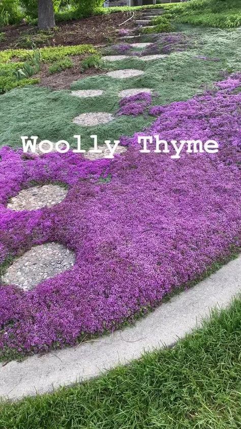 26.08.2023 - In need of a lawn change? Check out Wooly Thyme (aka Thymus pseudolanuginosus) This is a fan favorite for using in rock gardens, borders, steep slopes, perennial beds, mixed in with pavers or flagstones, and as a lawn alternative. Woolly thyme is a spreading herb that uses less water than your lawn, competes with weeds, and can handle foot traffic. 📷: kilbs_in_the_yard on IG Smell Like Fruit, Woolly Thyme, Thyme Lawn, Lawn Alternative, Wooly Thyme, Lawn Alternatives, Rock Gardens, Have Inspiration, Ground Cover Plants