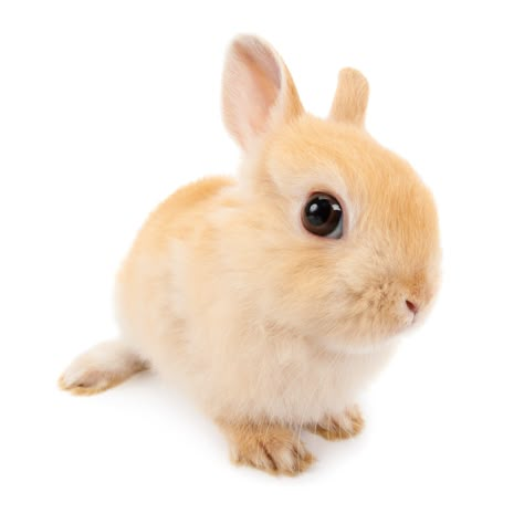 Bunny Png Cute, Rabbit Pfp, The Dog Company, Bunny Icon, Silly Animal Pictures, Bunny Stickers, Rabbit Png, Bunny Png, Dog Icon