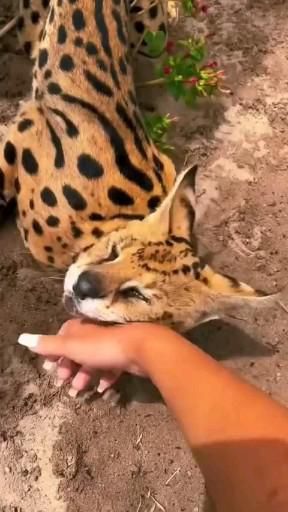 Serval cat Serval Cat Videos, Savanna Cat, African Serval Cat, Questioning Reality, Serval Cat, Savannah Cats, Serval Cats, Exotic Cats, Silly Cats Pictures