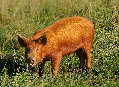 Tamworth Pig, Pig Breeds, Wild Pig, Castle Estate, Longhorn Cattle, Cute Piglets, Fallow Deer, Tamworth, Roe Deer