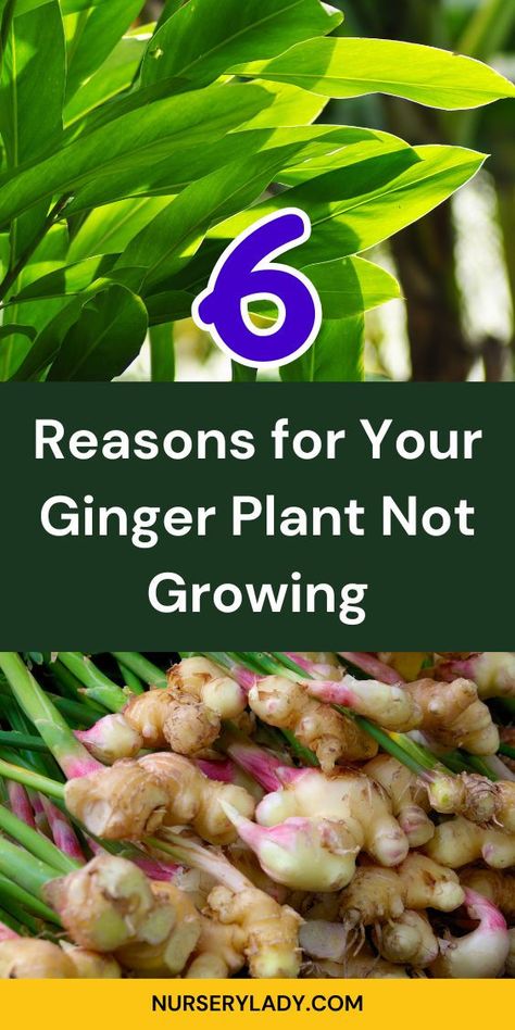 "Discover the 6 reasons why your ginger plant may not be growing as expected. Whether you're planting ginger root indoors or nurturing ginger plants in your garden, understanding these common issues can help you achieve a thriving ginger plant. From proper care to the right conditions for ginger rhizome growth, learn how to ensure your ginger plant flowers and flourishes. Explore tips for growing ginger plant successfully today! " Ginger Plant Flower, Planting Ginger Root, Planting Ginger, Ginger Plants, Growing Ginger Indoors, Ginger Rhizome, Growing Ginger, Ginger Plant, Ginger Root