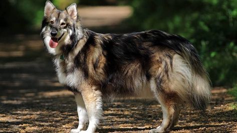 The Utonagan breed is one of the rarest breeds of dog. we will inform you about this breed and give you Utonagan breed information that will amaze you.  #UtonaganBreed # UtonaganBreedInformation Utonagan Dog, Native American Indian Dog, Northern Inuit, American Indian Dog, Every Dog Breed, Hybrid Dogs, Mastiff Dogs, Incredible Creatures, Wild Dogs