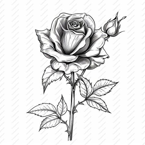 Rose Stem Drawing, Red Rose Drawing, Stem Drawing, Sketch Rose, Rose Clipart, Drawing Clipart, Rose Drawing, Rose Stem, Peach Roses