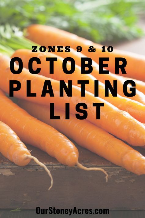 October is one of my favorite months. It is FINALLY starting to cool down! I actually love planting in October. There are plenty of crops you can still get started in your garden. #backyardgardening #gardening #vegetablegardening What To Plant In October, October Planting, Planting Spinach, Canned Pickled Beets, Homestead Gardening, Homesteading Tips, Grape Arbor, Modern Homestead, Growing Carrots