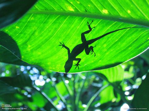 Lizard on a leaf, El Yunque National Forest, Puerto Rico - h t t p : / / environment.nationalgeographic.com/environment/photos/rainforests-tropical/ Rain Forest Animal, Rainforest Aesthetic, Flora And Fauna Art, Rainforest Art, Rainforest Photography, El Yunque National Forest, Jungle Photography, Rainforest Plants, Rainforest Cafe