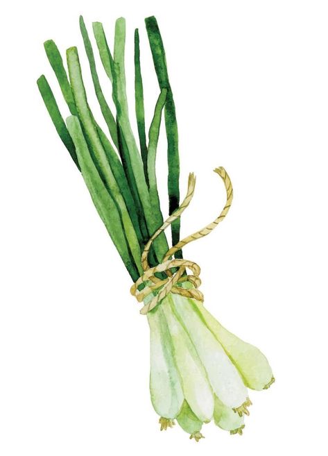 watercolor drawing in vintage style. green onions, culinary herbs and spices. gardening Onion Drawing, Herbs Illustration, Homemade Recipe Books, Vegetable Drawing, Watercolor Herbs, Vegetable Painting, Vegetable Illustration, Art Major, Watercolor Food