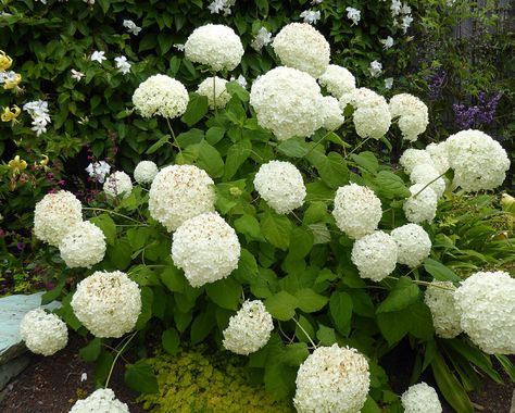 My (Front Garden) Planting List – LittleSpree - Yorkshire Garden, Hydrangea Annabelle, Moody Garden, Rue Paul, Hydrangea Arborescens Annabelle, Annabelle Hydrangea, Smooth Hydrangea, Hydrangea Arborescens, Planting Ideas