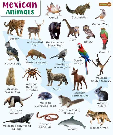 Save Animals Quotes, Wild Kratts Costume, Mexican Animals, Mexico For Kids, Animals Poster, Hairless Dog, Natural Philosophy, Fun Facts About Animals, Flora Y Fauna