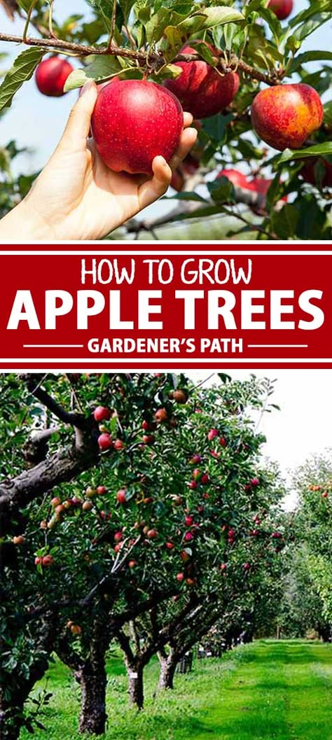 Apple Tree Farm, Growing Apple Trees, Apple Tree Care, Fruit Tree Garden, Growing Fruit Trees, Apple Trees, Growing Fruit, Tree Care, Fruit Tree