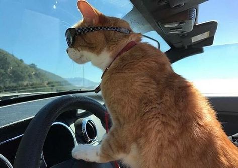 Cat Road Trip, Cat Driving, Inktober Inspiration, Boy Cat Names, Cat Dark, Adventure Cat, Cat Things, Boy Cat, The Dude