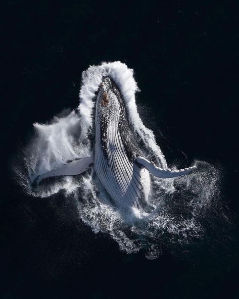 Whale Pictures, Penguin Species, Underwater Photographer, Ocean Conservation, Daily Pictures, Marine Mammals, Humpback Whale, Whale Shark, Blue Whale