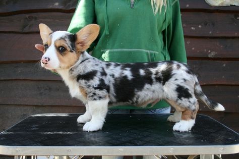 blue merle with tan corgi puppy Corgi Planter, Merle Corgi, Australian Shepherd Red Tri, Cowboy Corgi, Welsh Corgi Cardigan, Welsh Corgi Pembroke, Corgi Facts, Baby Corgi, Cardigan Corgi