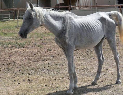 Rescue Horse, Horse Info, Horse Rescue, Stop Animal Cruelty, Body Condition, Horse World, Horses And Dogs, Horse Health, Animal Control