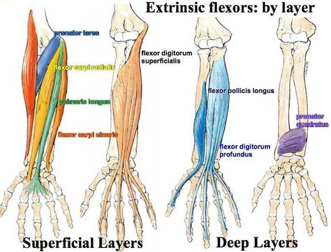 Print Muscles of the Forearm and Hand flashcards | Easy Notecards Forearm Muscle Anatomy Drawing, How To Remember Muscles Anatomy, Muscles Of Forearm Anatomy, Forearm Muscles Drawing, Memorizing Muscles, Neck Muscles Drawing, Muscles Of Forearm, Forearm Muscle Anatomy, Upper Limb Anatomy