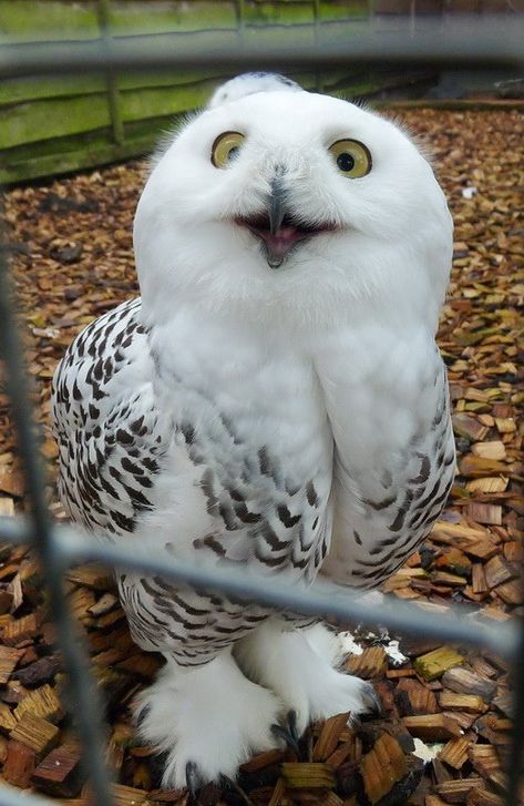 Keeping Owls as Pets: Yes, It’s Legal Pet Owls, Owl Pet, White Owl, Funny Animal Memes, Cute Owl, Funny Animal Pictures, Exotic Pets, Animal Memes, 귀여운 동물