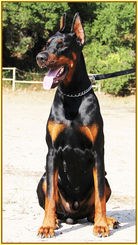 Dobber Man Dog, Dobber Man, Doberman Colors, Doberman Puppies For Sale, European Doberman, Doberman Puppies, Doberman Pinscher Puppy, Scary Dogs, Doberman Puppy