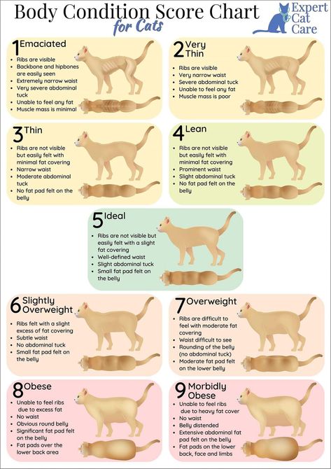 Exercise For Cats, Cat Weight Chart, Cat Diet Plan, Obese Cat, Spoiled Cats, Vet Medicine, Cat Diet, Cat Whisperer, Cat Sanctuary