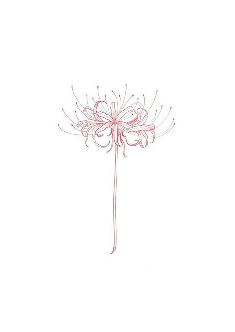 Spider Lily Minimalist Tattoo, Fine Line Spider Lily Tattoo, Spider Lily Line Art, Japanese Spider Lily Tattoo Design, Lily Spider Flower, Spider Lily Spine Tattoo, Fire Lily Tattoo, Spider Lily Sketch, Spider Lilly Tatoos Design