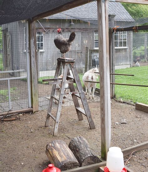 chicken ladder Chicken Ladder, Happy Chickens, Ladder Ideas, Chicken Roost, Biggest Chicken, Old Ladder, Chicken Run, Hen House, Chicken Runs