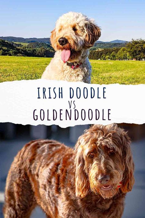 Irish Doodle vs Goldendoodle – what’s the difference between these two Poodle mixes? The Goldendoodle is a Poodle and Golden Retriever mix, but the Irish Doodle combines a Poodle with an Irish Setter. So, naturally, there are some potential differences between these two dogs. Cute Big Dogs, Irish Doodle, Mixed Breed Puppies, Hypoallergenic Dog Breed, Puppy Funny, Big Dog Breeds, Golden Retriever Mix, Getting A Puppy, Purebred Dogs