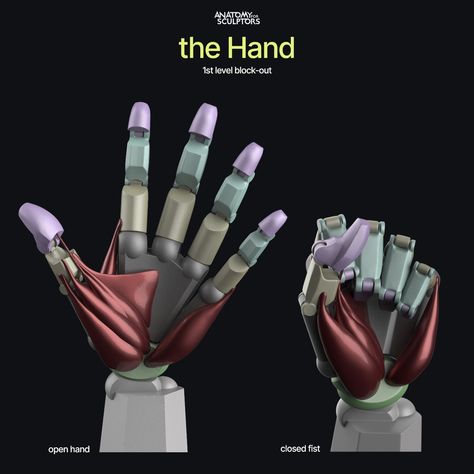 ArtStation - Hands 1st level block-out, Anatomy For Sculptors Male Hand Drawing Reference, Anatomy Books For Artists, Carpal Bones, Upper Limb Anatomy, Anatomy For Sculptors, Human Drawing Reference, Human Anatomy Reference, Female Lips, Digital Sculpting